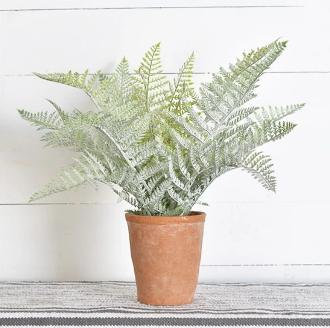 Minimalist Fern in Pot Fast