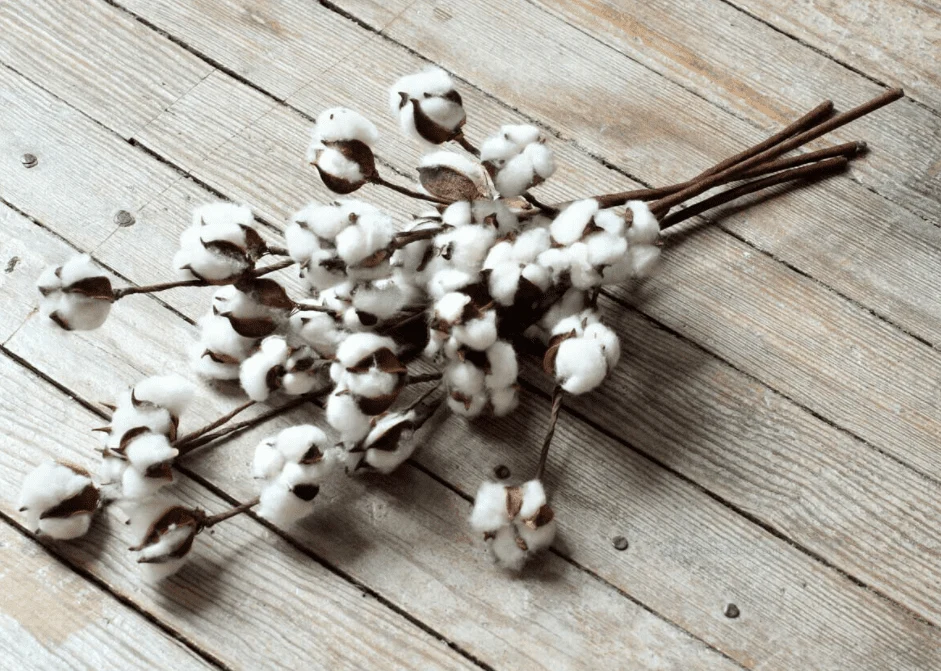 User-Friendly Dried Cotton 20-inch Stem First-Class