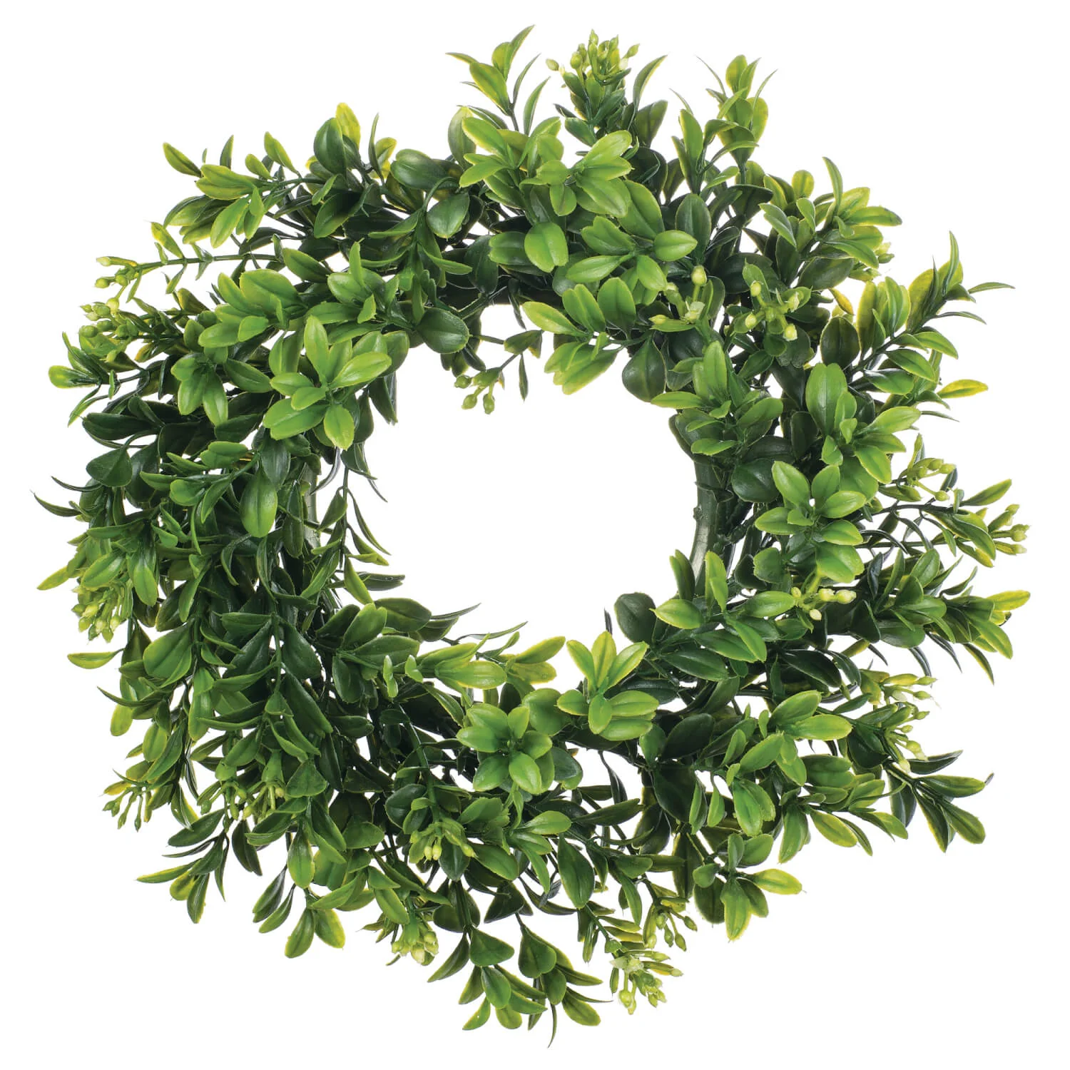 Organic 11 Boxwood Accent Ring Healthy