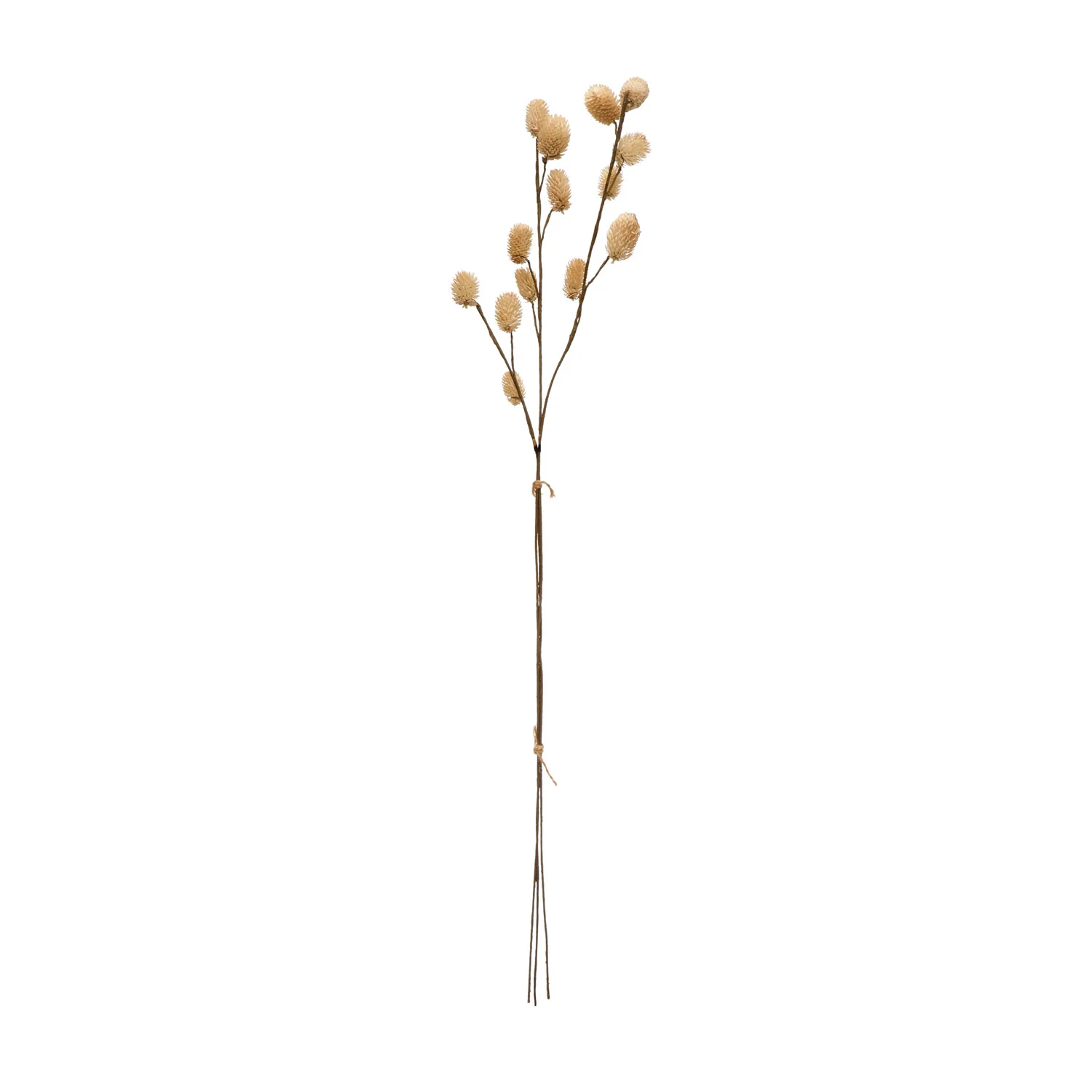 Authentic 28 H Dried Globe Thistle Bunch Cream Proven