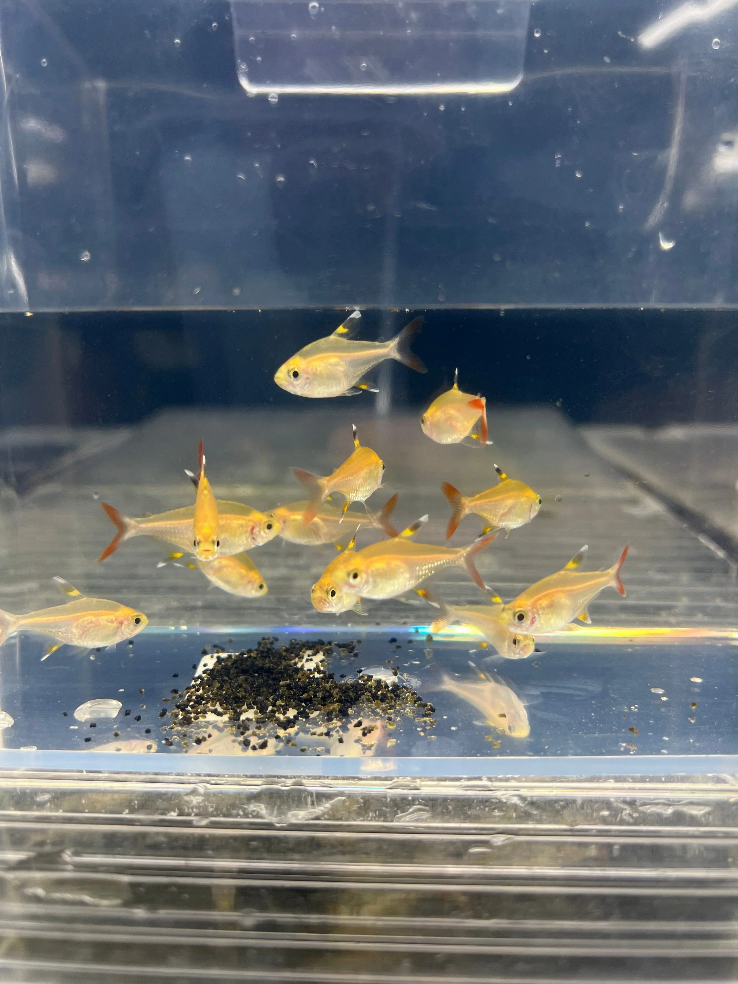 Green Pristella Golden Tetra PACK OF 6 Excellent