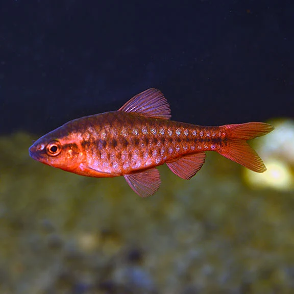 Powerful Cherry barbs Carefully Designed