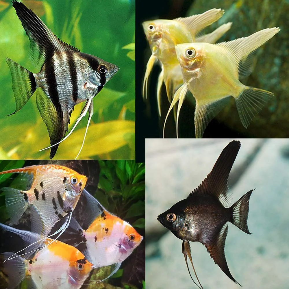High-Grade Assorted angelfish Trusted