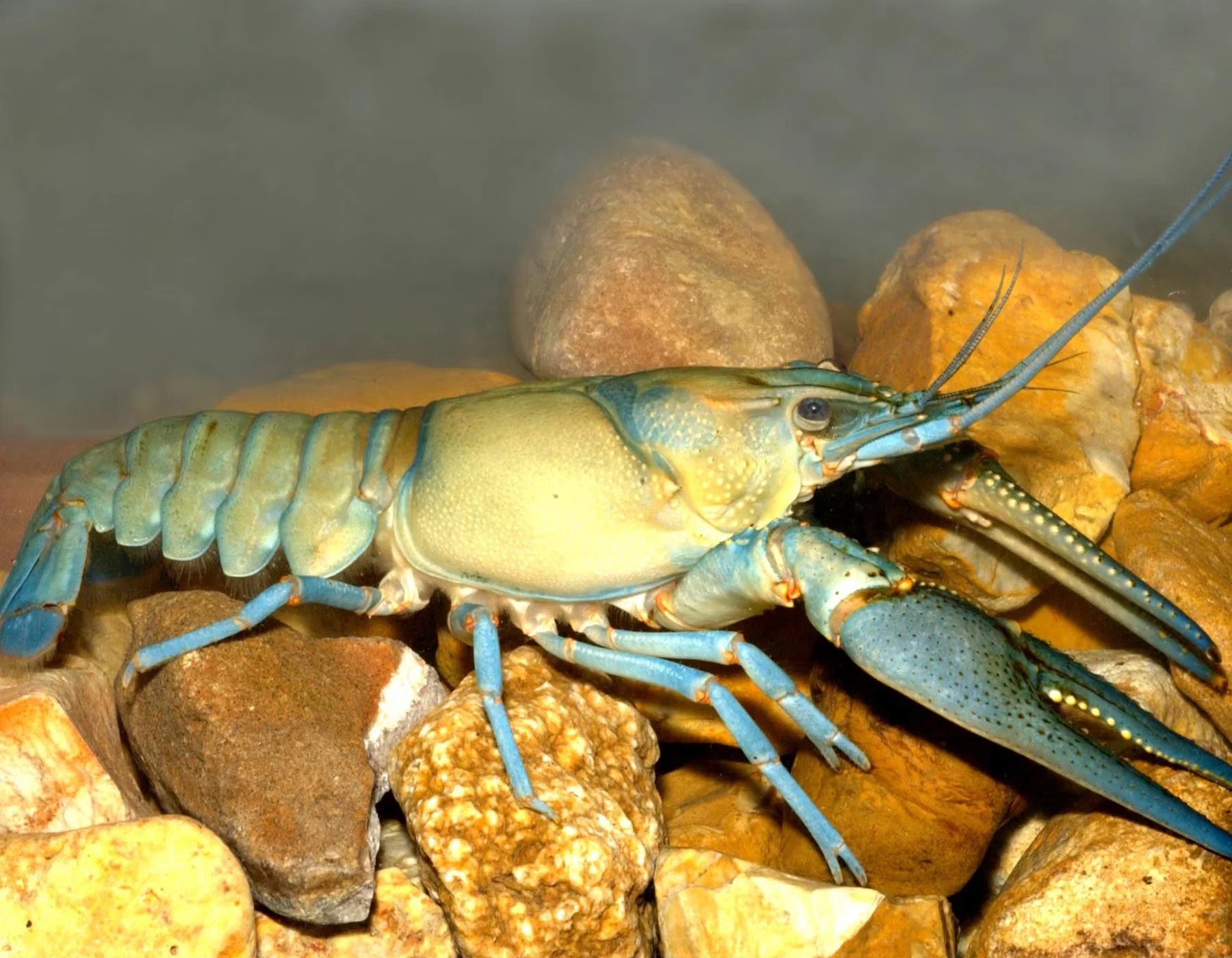 Easy-to-Use Crayfish Practical