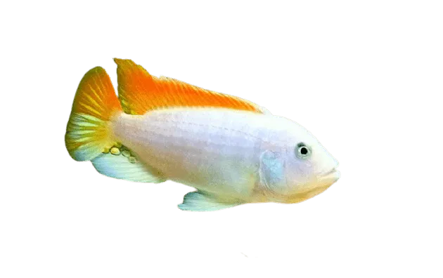 Dependable Ice Blue Zebra Albino Cichlid Original Design