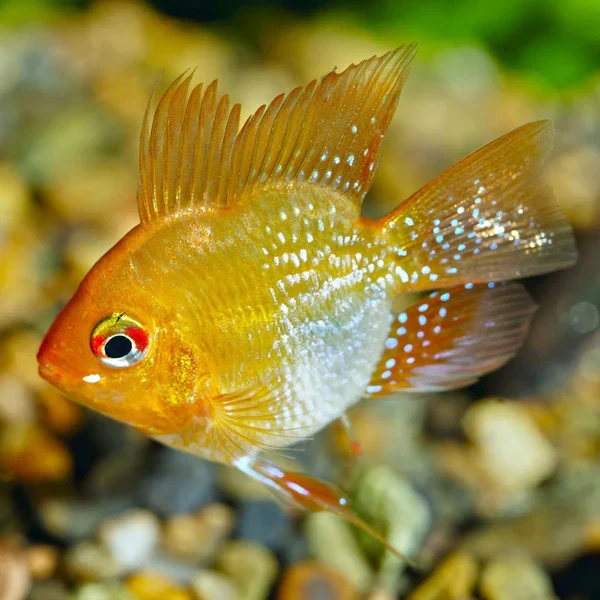 Official Gold Balloon Ram Mikrogeophagus ramirezi Luxury
