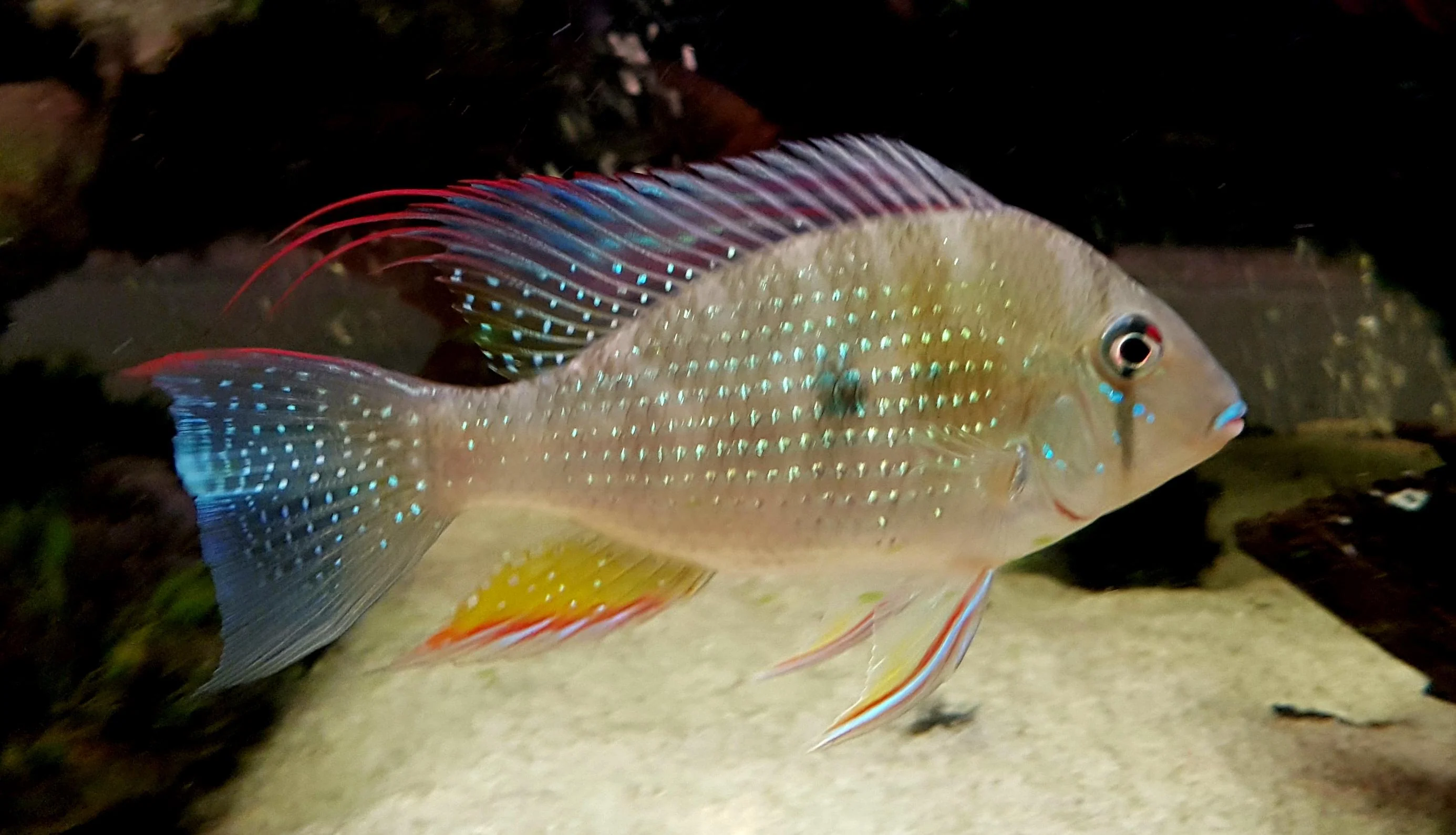 High-Grade Geophagus heckelii Threadfin Acara or Heckelii Threadfin MEDIUM Efficient