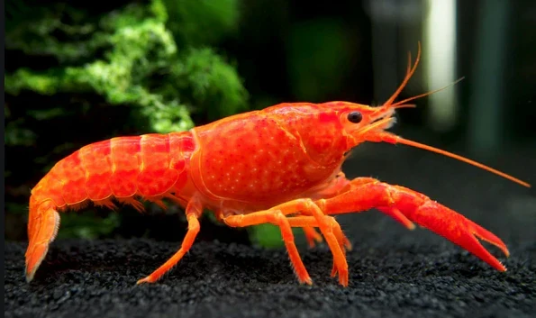 Artisan Orange Lobster Crayfish Clean
