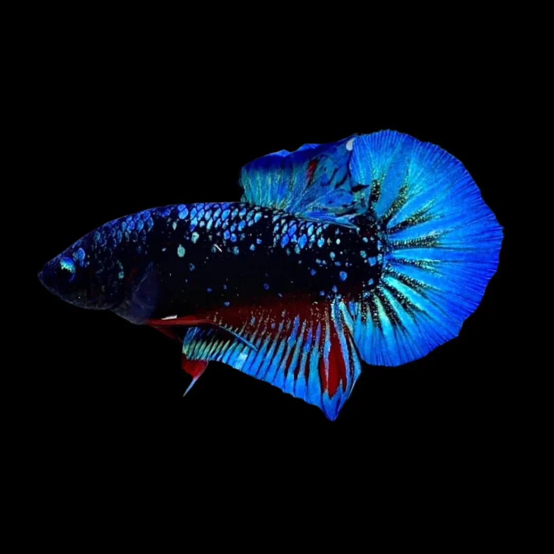 User-Friendly Avatar Betta Fish Male Green