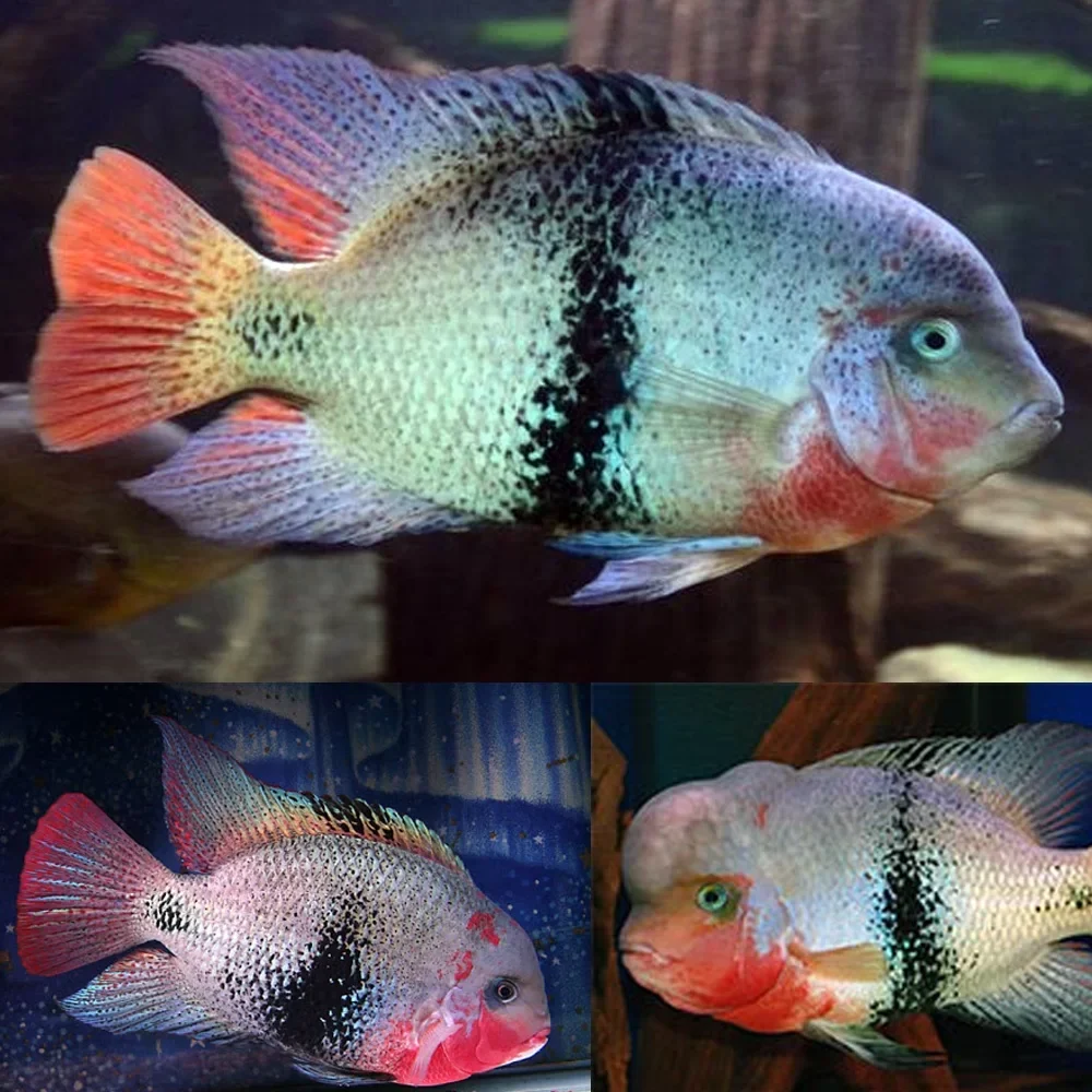 Smart Black Belt Cichlid Vieja Maculicauda Clean