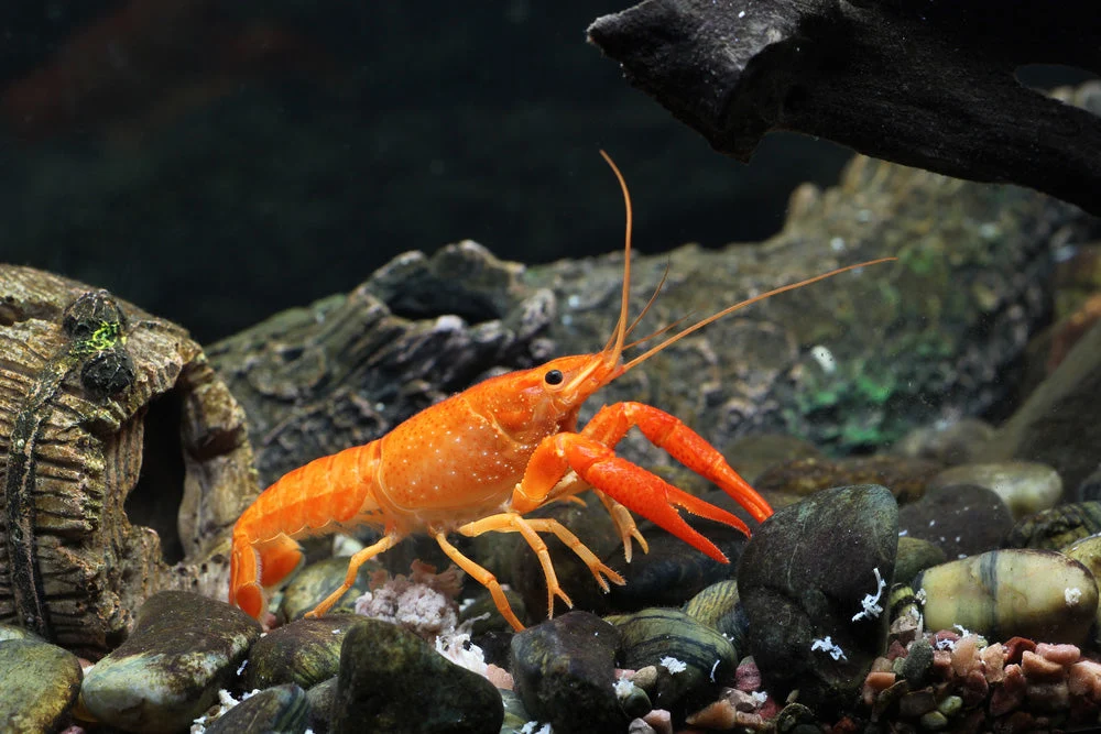 Relaxed Mexican Dwarf Orange Crayfish Flexible