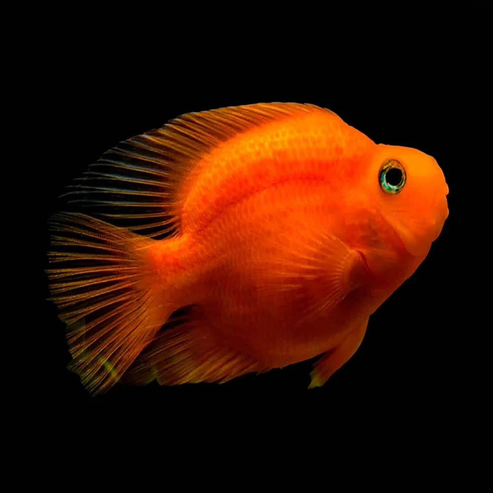 Refined Red Parrotfish Environmentally Friendly