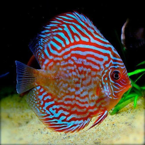 Luxury SUPER RED TURQUOISE DISCUS Selected
