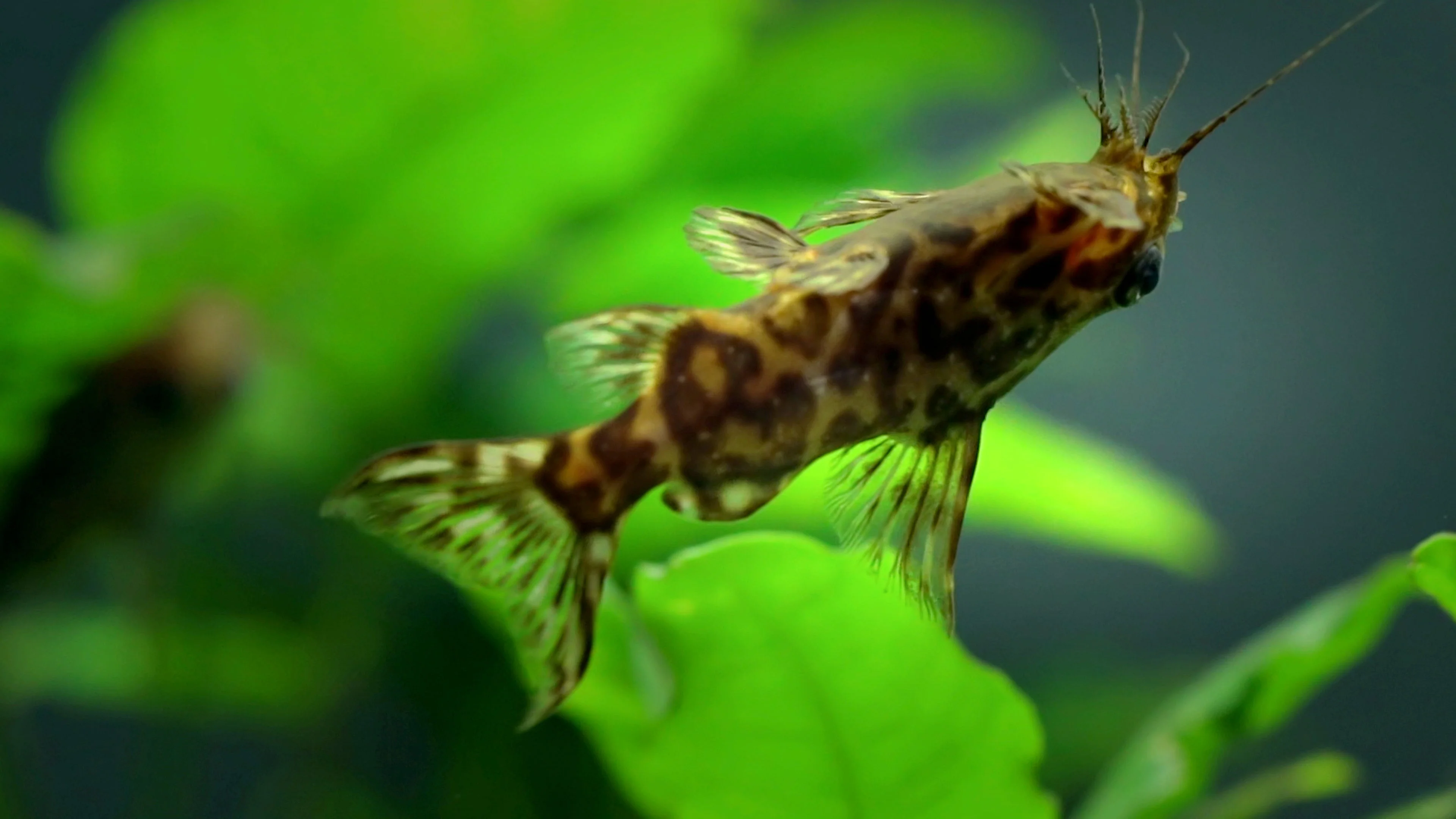 Classic Upside Down Catfish High-Quality