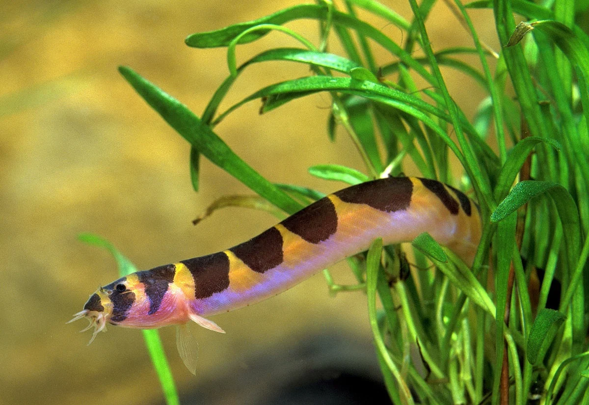 Crafted Kuhli Loach Trendy