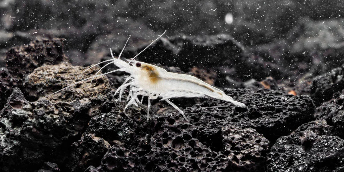 Traditional Snow Ball Shrimp Secure