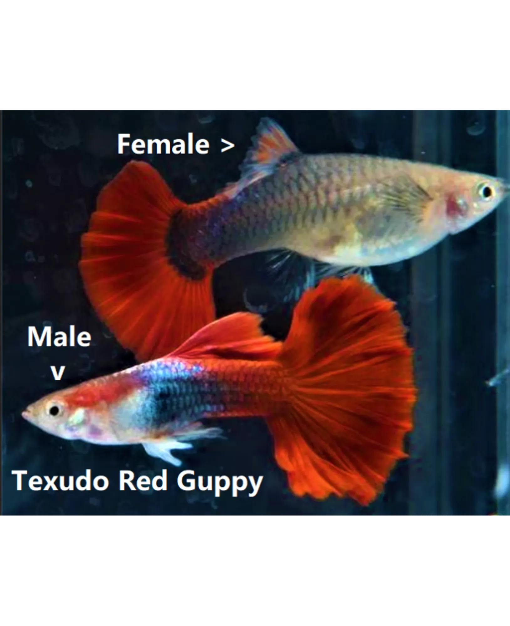 Verified Red Tuxedo guppy PAIR Genuine