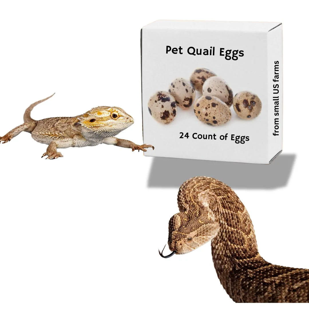 Trusted Whole Quail Eggs for Pets Raw Feeding Genuine