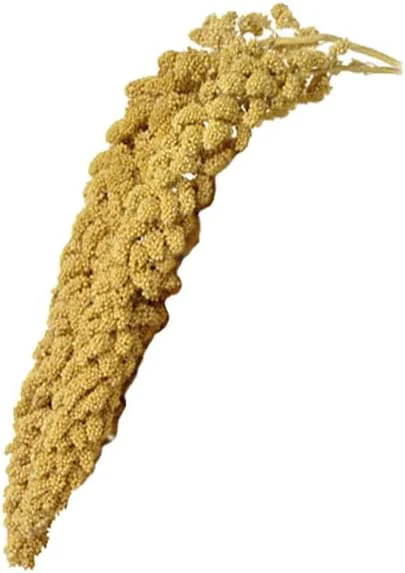 Contemporary Birds LOVE Spray Millet – 9 oz GMO- No Stems Only Edible Tops – Healthy Treat for Parakeets Cockatiels Finches Canaries Lovebirds World-Class