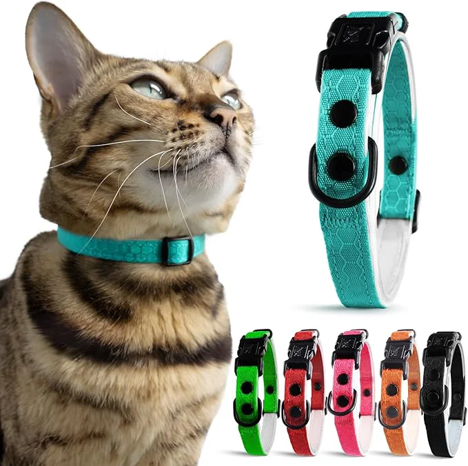 Certified OutdoorBengal Blue Breakaway Kitten Collar Healthy