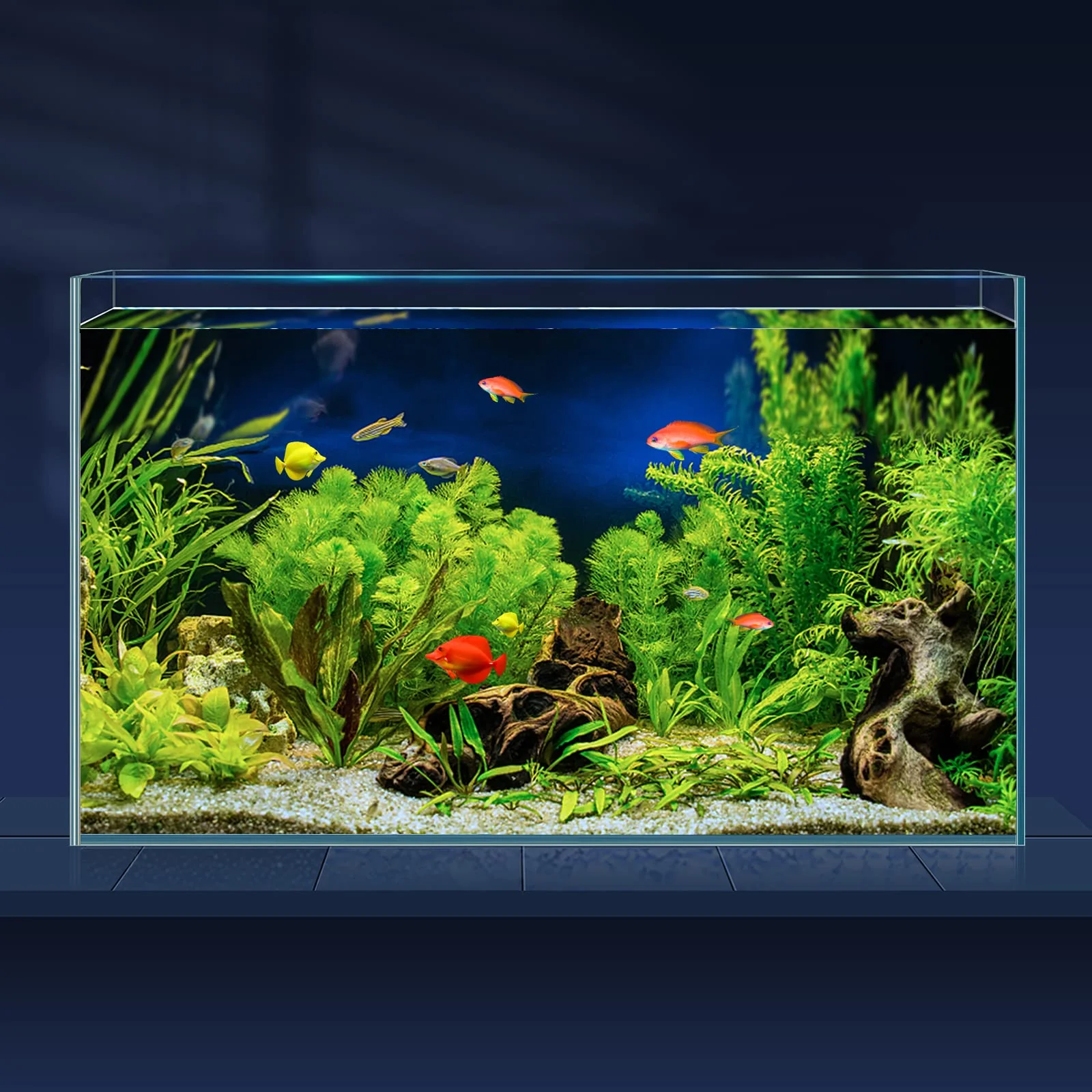 Solid LAQUAL 10 Gallon Ultra Clear Rimless Glass Fish Tank Set Low-Iron Aquarium with Cover Feeding Ring Tools Detailed