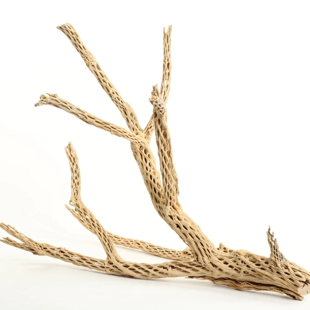 Green Koyal Whole 24-inch Cholla Wood Aquarium – Untreated Large Driftwood for Leopard Gecko Tanks Shrimp Hermit Crabs Classic