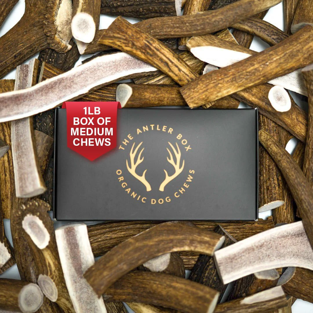 Elite The Antler Box Premium Elk Antler Dog Chews — 1 lb Box Medium 4 Pieces Split Only Dependable