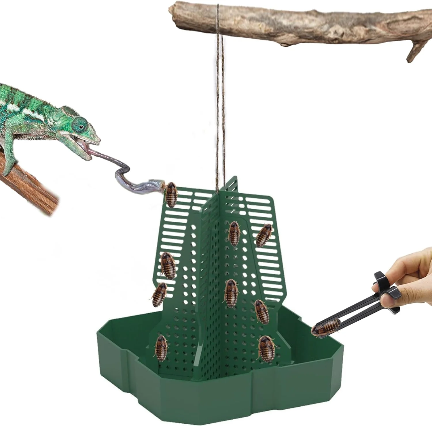 Efficient Chameleon Feeder Bearded Dragon Feeder for Mounted Insect with Rope and Tweezers Tank and Aquarium Accessories for Lizard Bearded Dragon Gecko Frog（Large） Clean