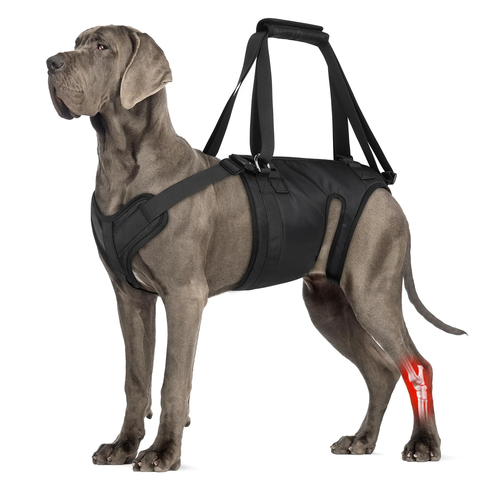 High-End ChalkLit Dog Lift Harness – Hind Leg Sling for Large XL Dogs Assisted Mobility Selected