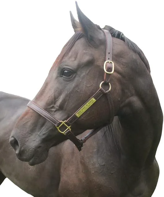 Quality Turnout Leather Halter for Horses with Customized Engraved Name Plate Brown Leather with Solid Brass Hardware Fixed Chin Double Buckle Crown Enhanced