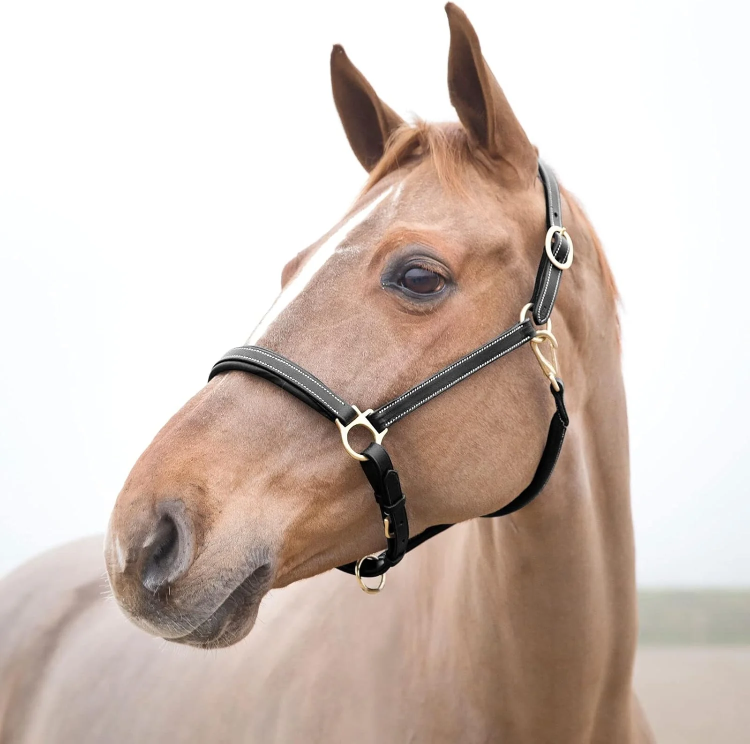 Practical HORZE Largo Leather Horse Halter Adjustable Padded Noseband and Crown Detailed