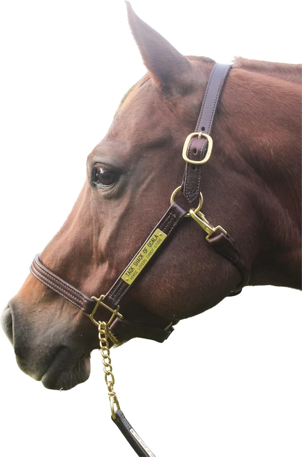 Detailed Leather Halter for Horses with Customized Engraved Name Plate Option Halter for Horse Brown Brass Padded Halter Blue or Green Black Brass Black Chrome Options Relaxed