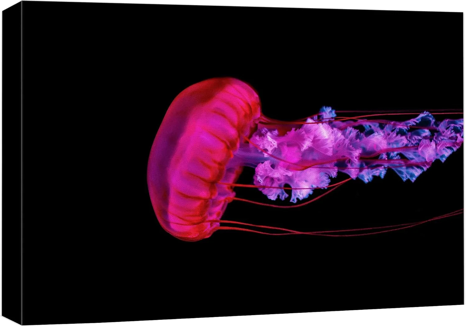 High-Performance wall26 Canvas Print Wall Art Underwater High Contrast Pink Jellyfish Sea Nature Animals Photography ism Rustic Scenic Landscape Wilderness Colorful for Living Room Bedroom Office – 32 x48 Excellent
