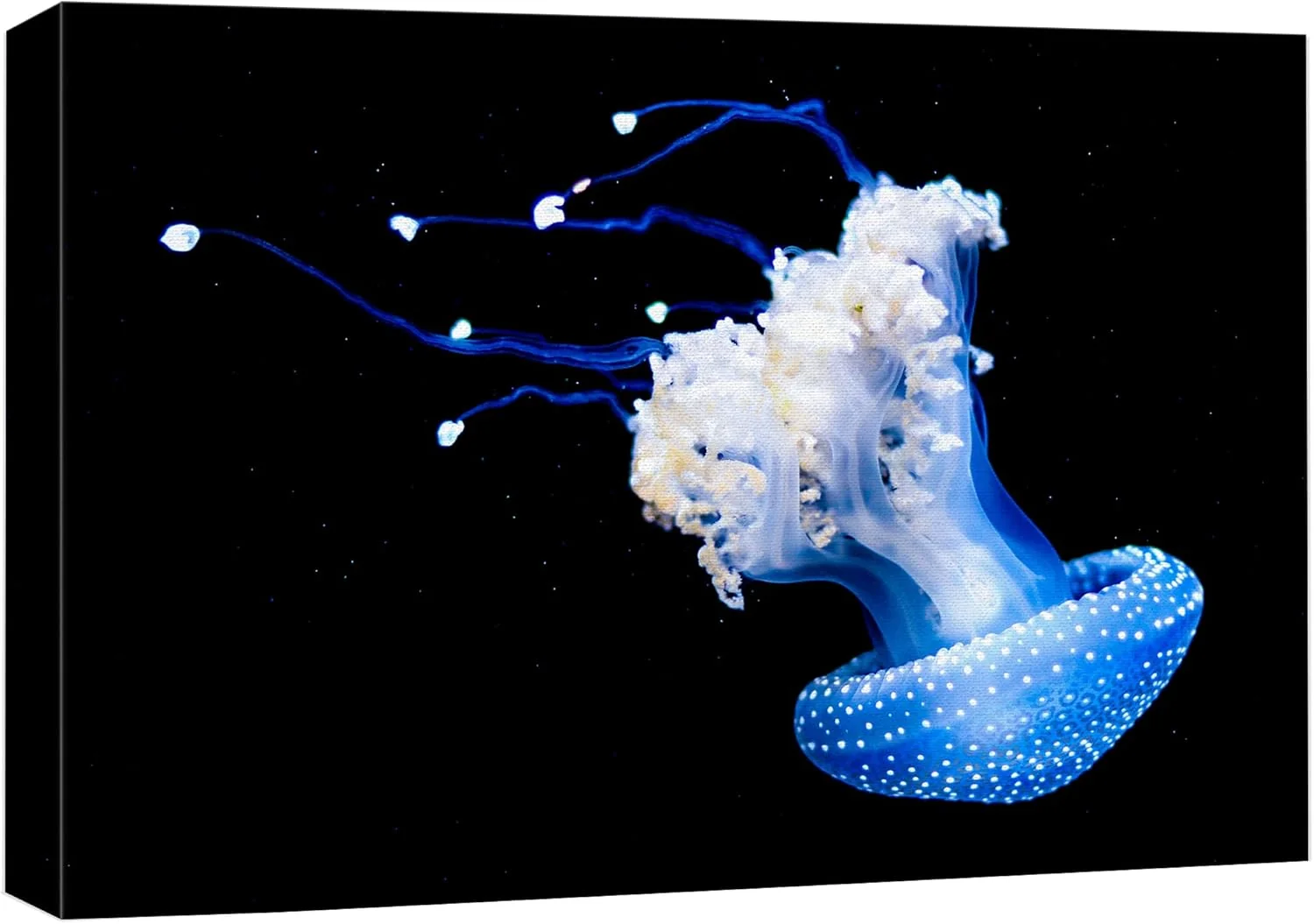 Traditional wall26 Canvas Print Wall Art Mystic Fantasy Tropical Blue X-Ray Jellyfish Nature Animals Photography ism Rustic Scenic Landscape Wilderness Colorful for Living Room Bedroom Office – 32 x48 Original