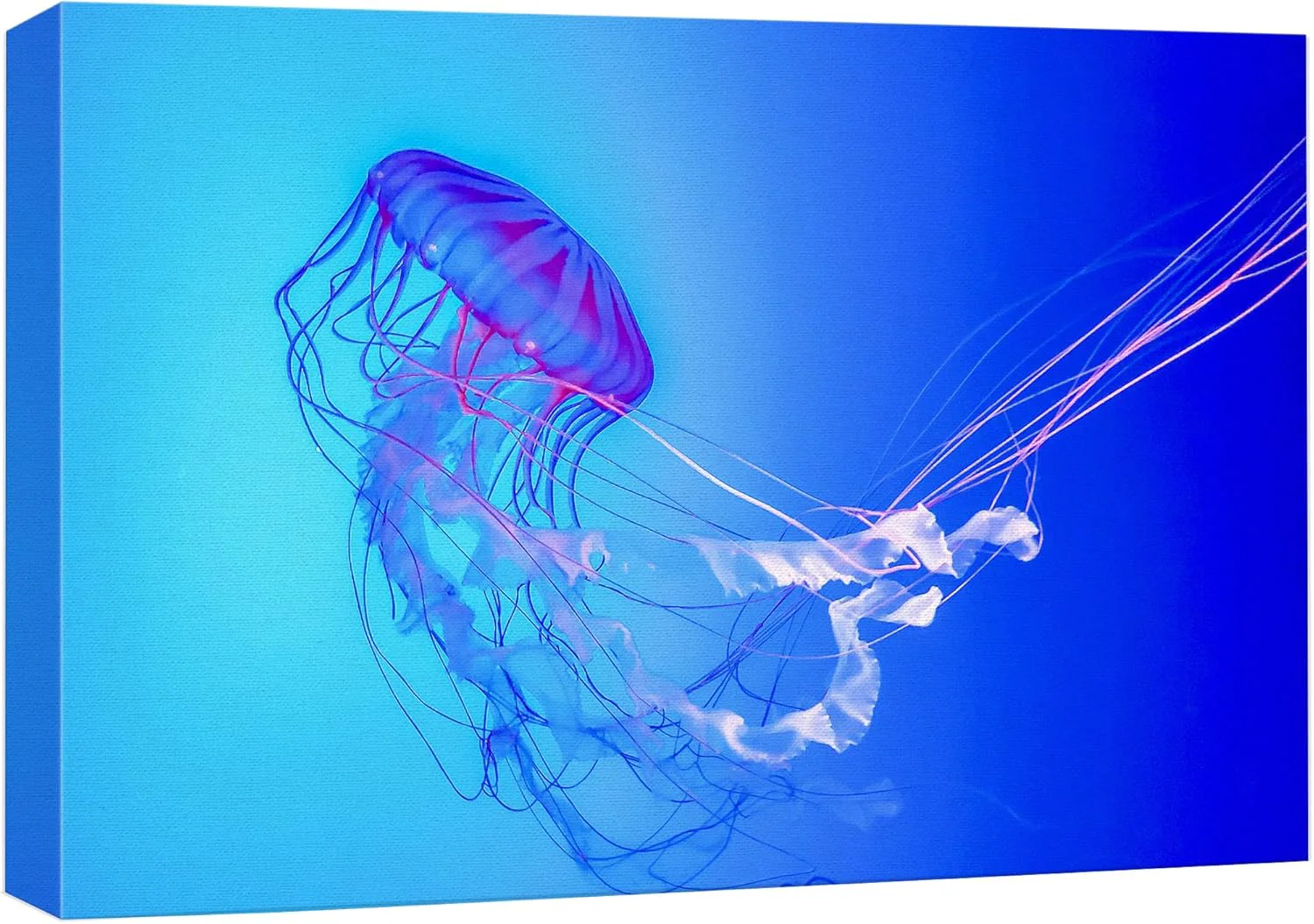 Pure wall26 Canvas Print Wall Art Vibrant Neon Blue Pink Jellyfish Deep Sea Nature Animals Photography ism Rustic Scenic Landscape Wilderness Earth Colorful for Living Room Bedroom Office – 12 x18 Casual