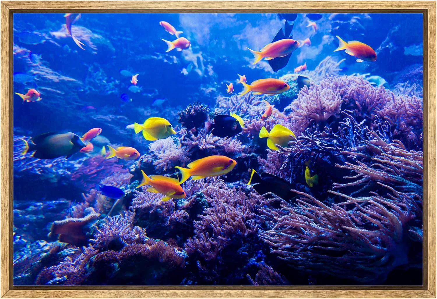 Elegant wall26 Framed Canvas Print Wall Art Purple Blue Vibrant Anemone Coral Reef Fish Nature Animals ism Rustic Scenic Landscape Wilderness Colorful for Living Room Bedroom Office – 24 x36 Natural Refined