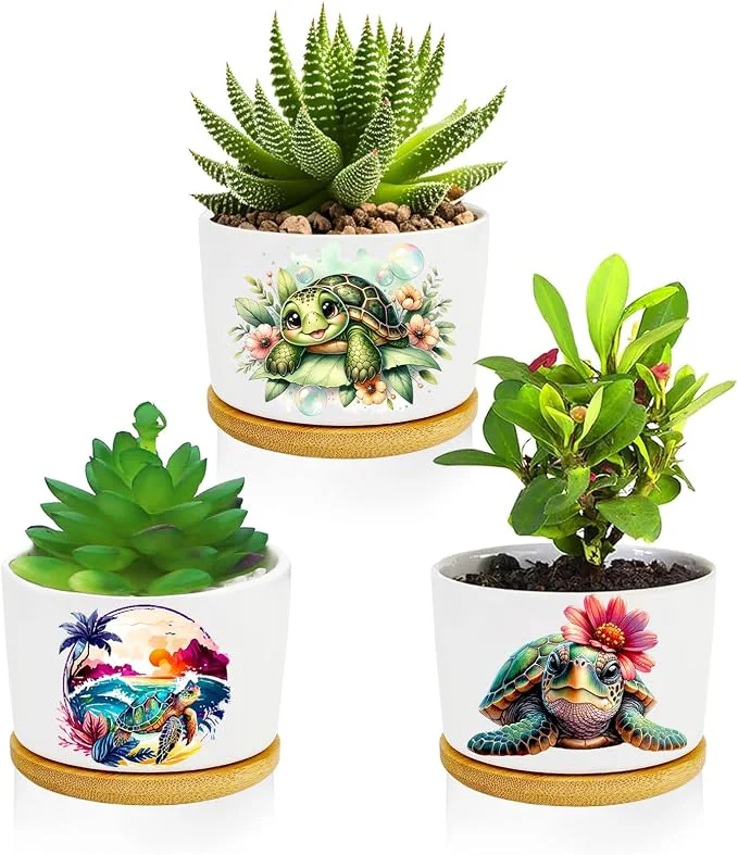 Genuine Turtle Succulent Pots 3 Pack 3 Inch Succulent Planters Superior