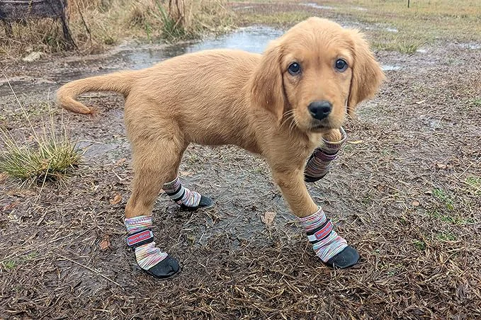 Selected All Weather Neoprene Paw Protector Dog Boots with Reflective Straps in 5 Sizes Multicolor Small About ThisOverview Superior