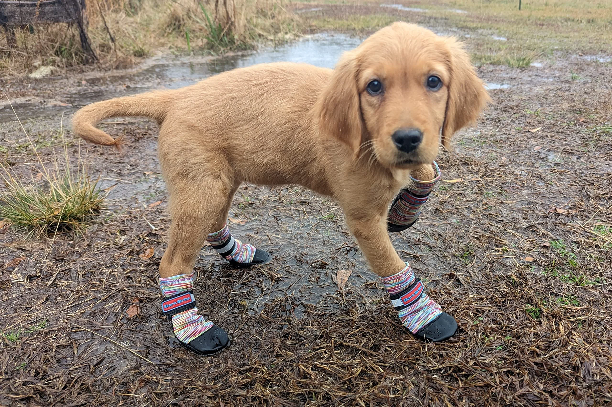 Trendy Bark Brite All-Weather Neoprene Paw Boots with Reflective Straps — 5 Sizes Multicolor Small Reliable