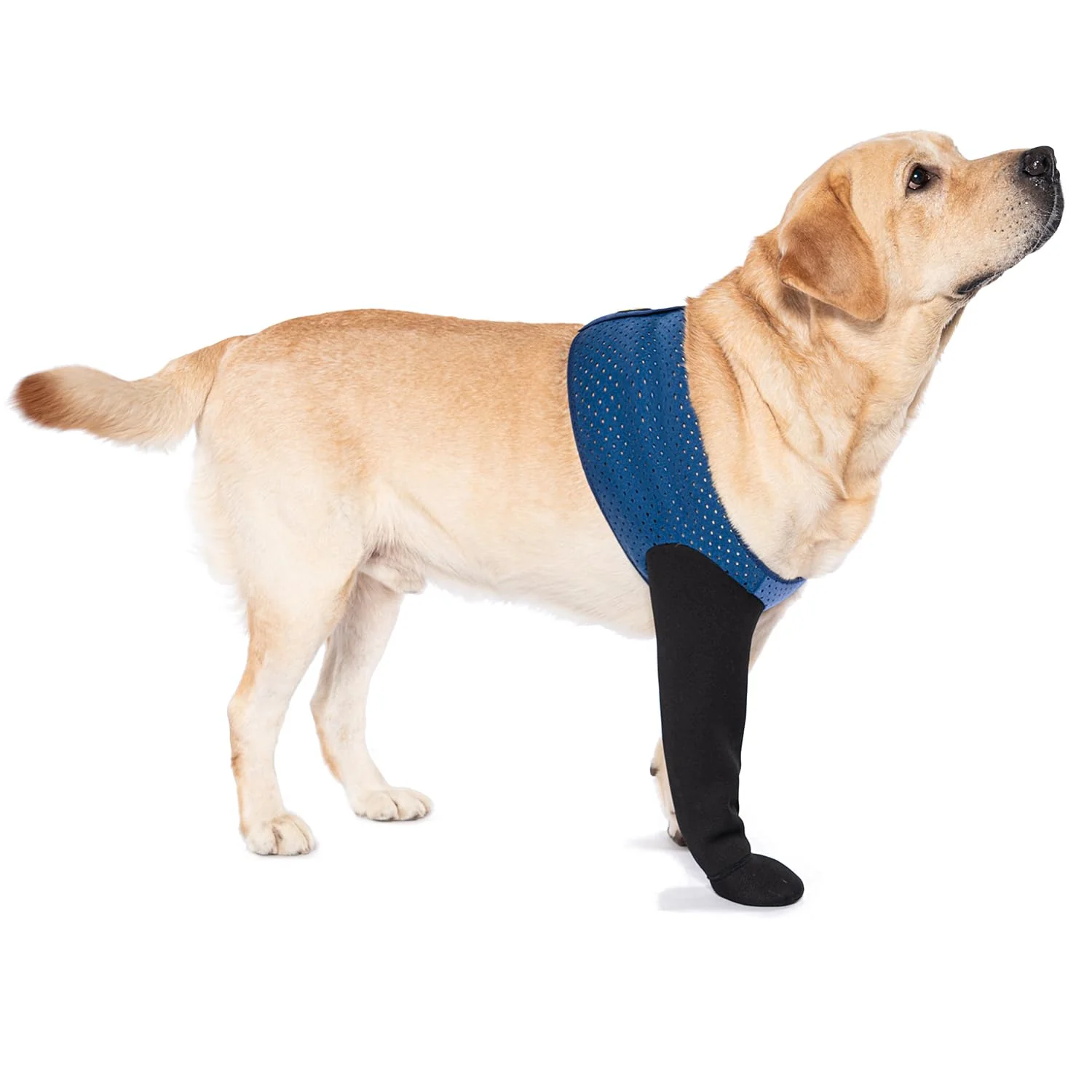 Durable COODEO Dog Socks for Licking Prevention — Non-Slip Healing Boots Blue M_Left Healthy