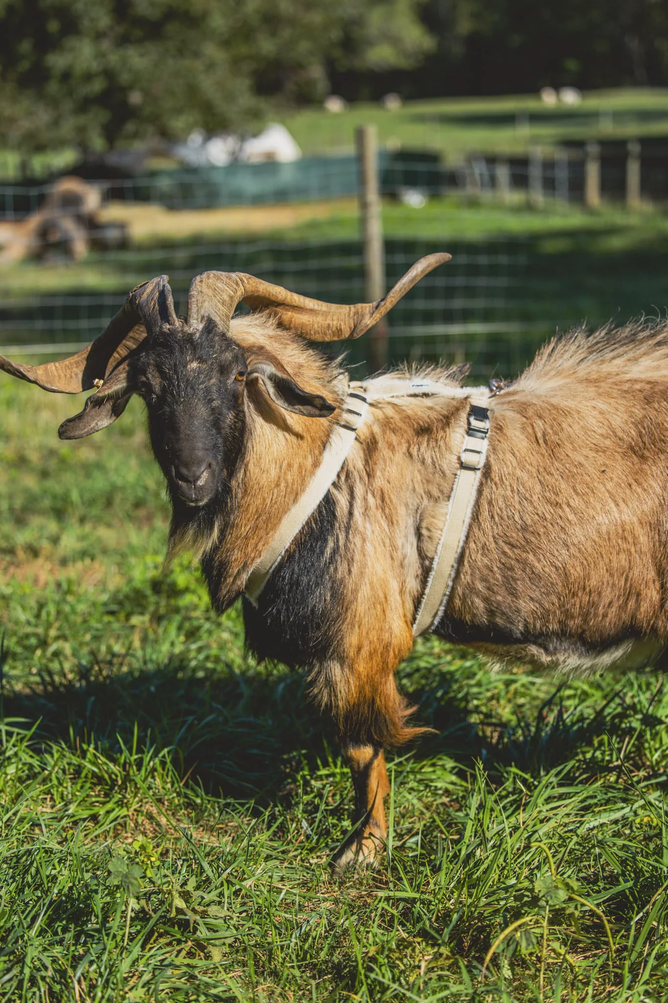 Proven Asatre Goat Harness – Hemp Fleece-Lined Adjustable Livestock Halter X-Large Secure