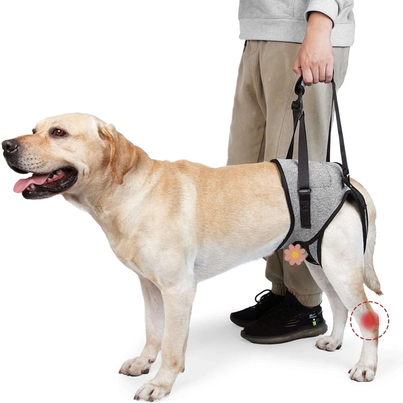 Detailed ROZKITCH Dog Lift Harness XL – Vet- Rear Support Sling Functional