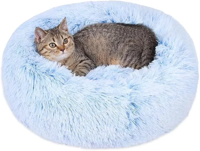 Casual Cat Beds for Indoor Cats Relaxed