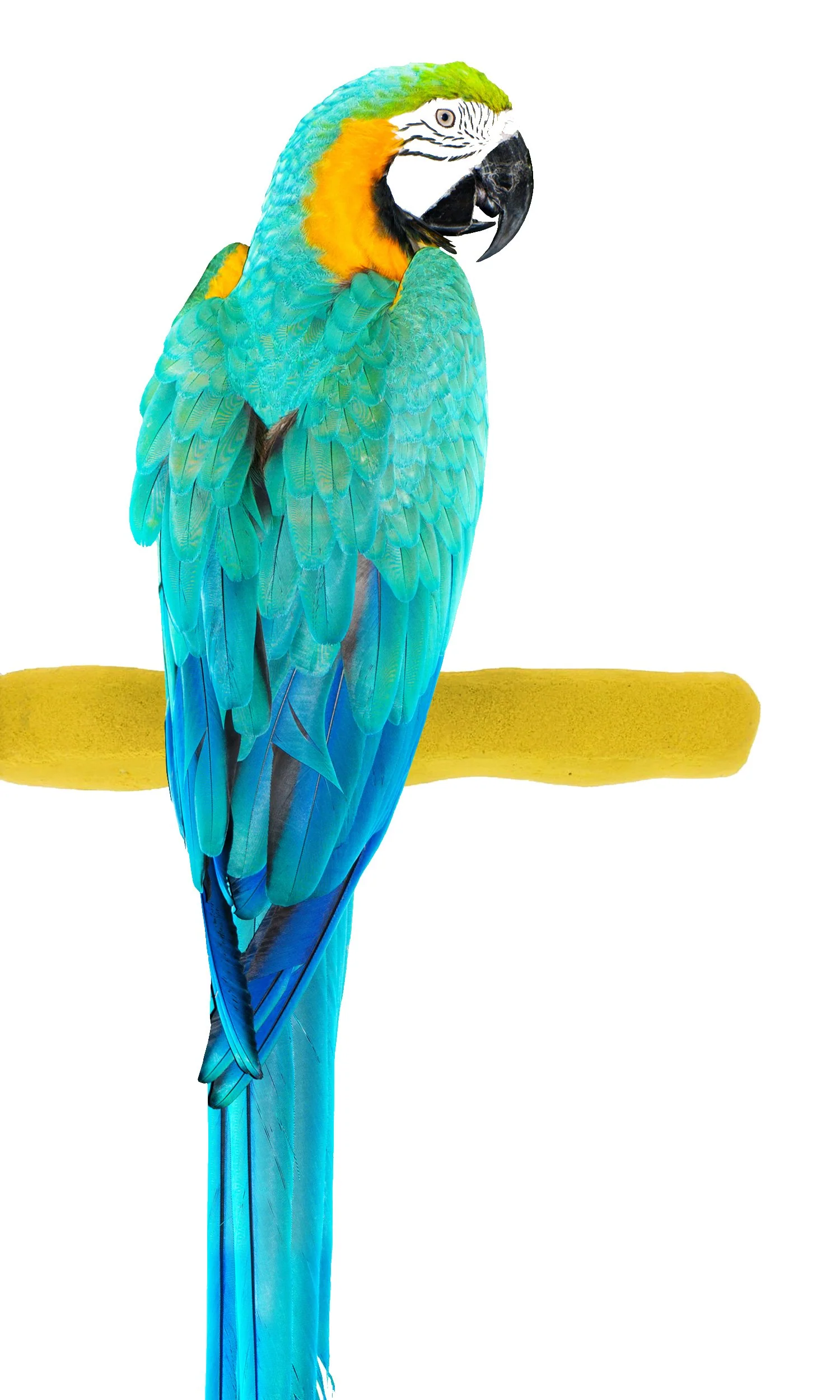 Detailed Sweet Feet and Beak Comfort Grip Safety Perch for Bird Cages 13 Inch Pedicure Perch Recyclable
