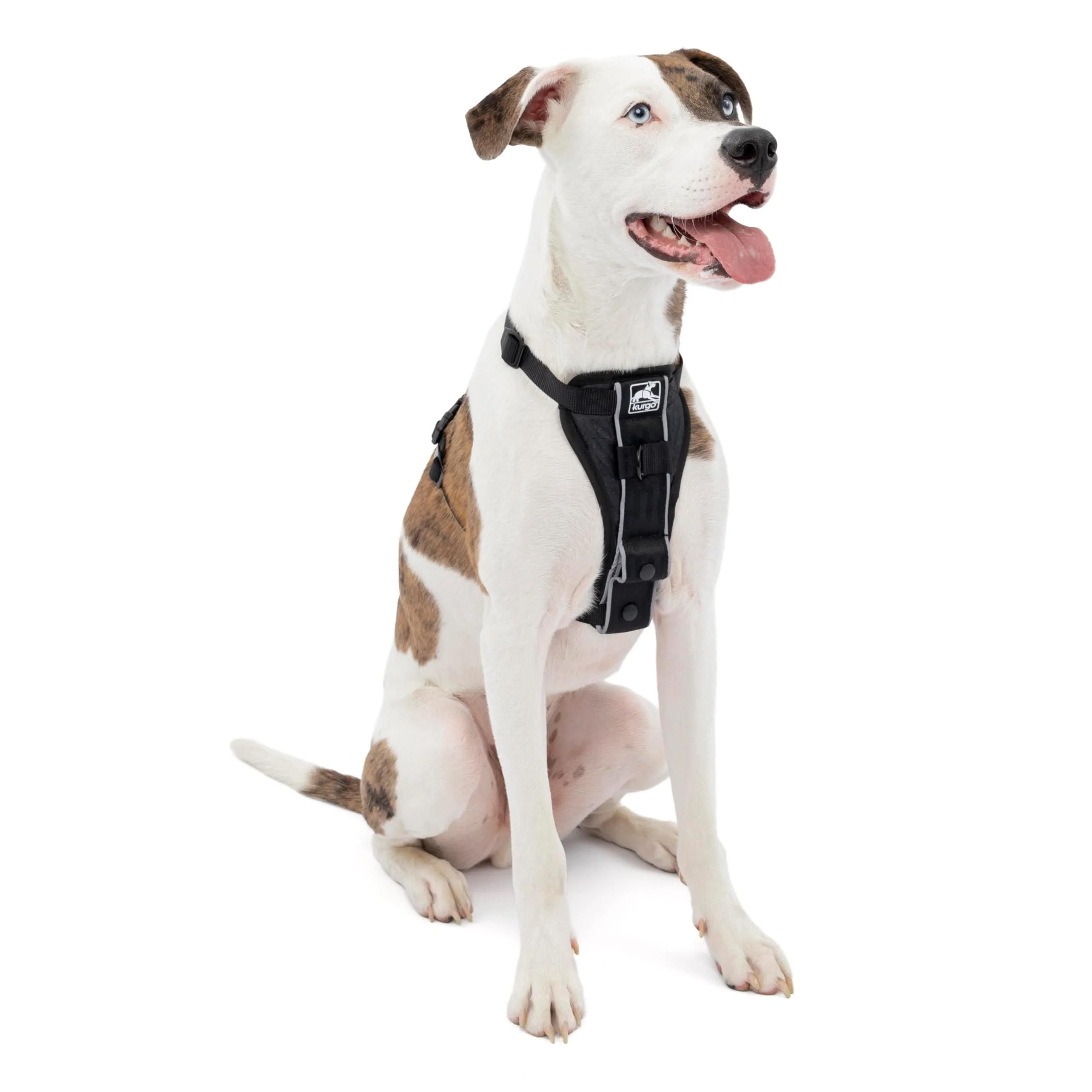 Safe Kurgo Tru-Fit Smart Dog Walking Harness – Adjustable Reflective Quick-Release Medium Contemporary