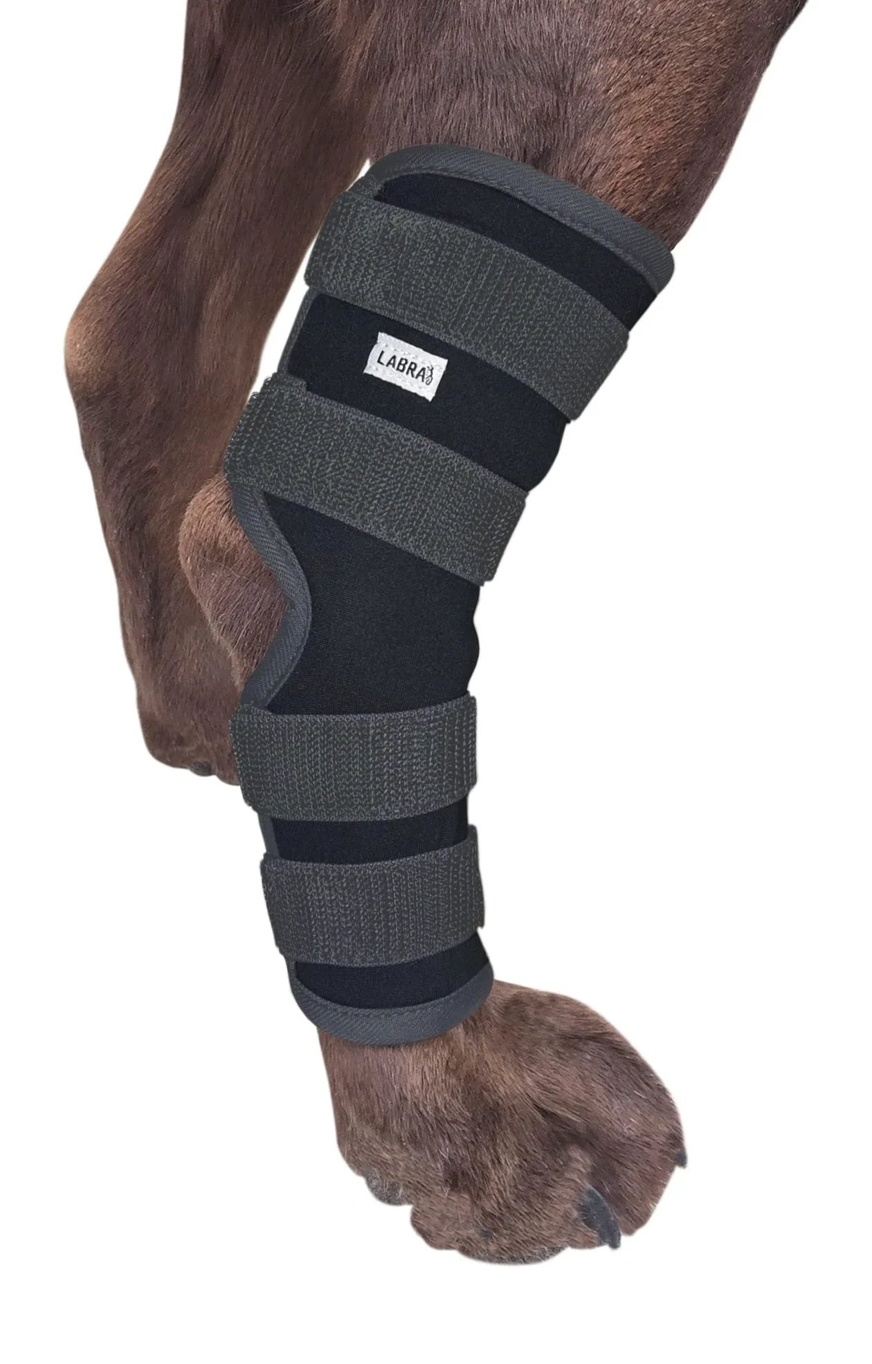 Superior Labra Dog Rear Leg Hock Joint Compression Wrap – Adjustable Hind Leg Support Large Comfortable