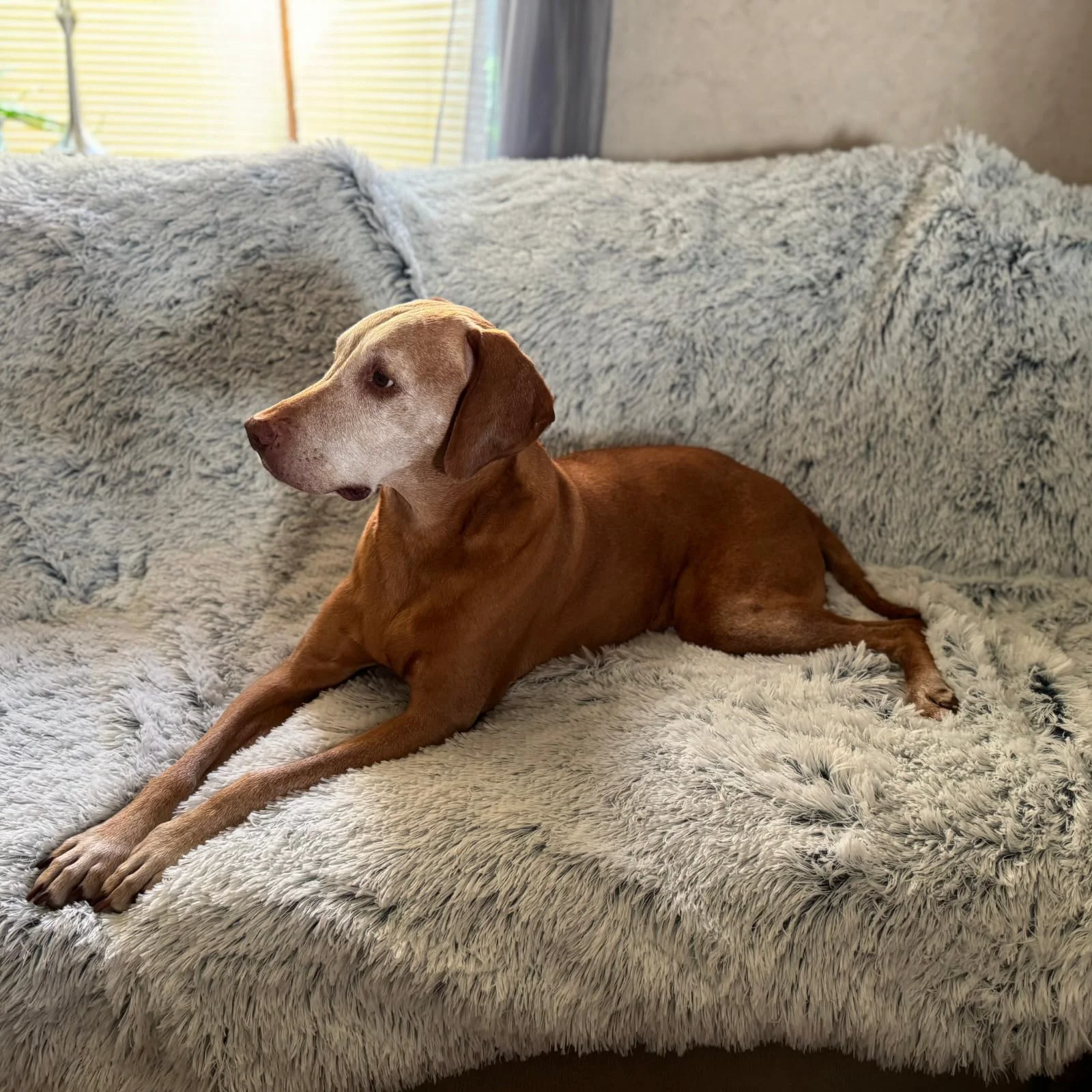 Relaxed PJYuCien Dog Blanket 60×50 – Large Reversible Fleece for Medium to Large Dogs Washable Calming Throw Grey Innovative