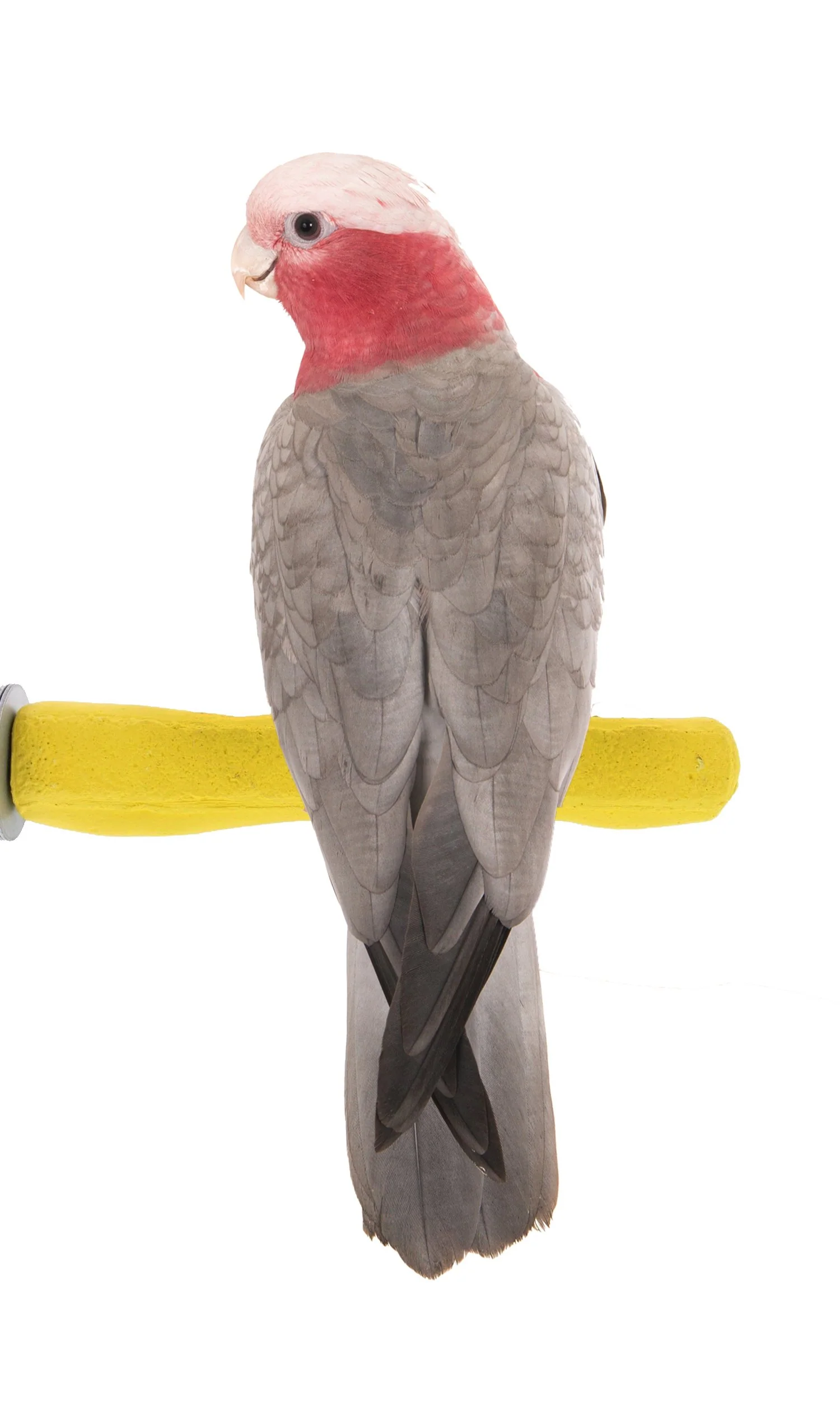 Certified Sweet Feet and Beak Comfort Grip Perch – Safe Easy Bird Cage Pedicure Perch M 8.5 in Comfortable