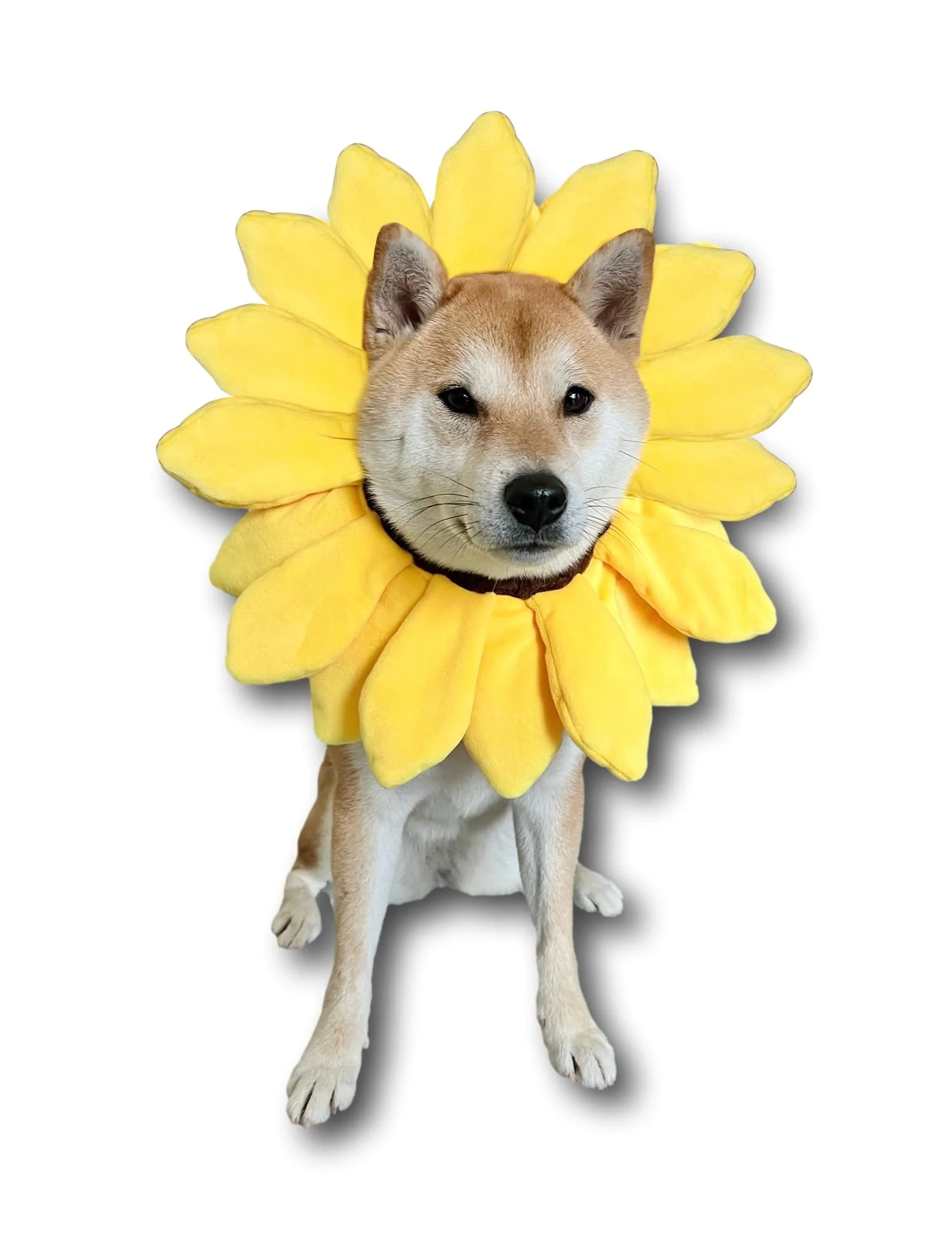 Organic ComfyCamper Sunflower Dog Costume – Pet Headband Outfit for Small to Large Dogs Trusted