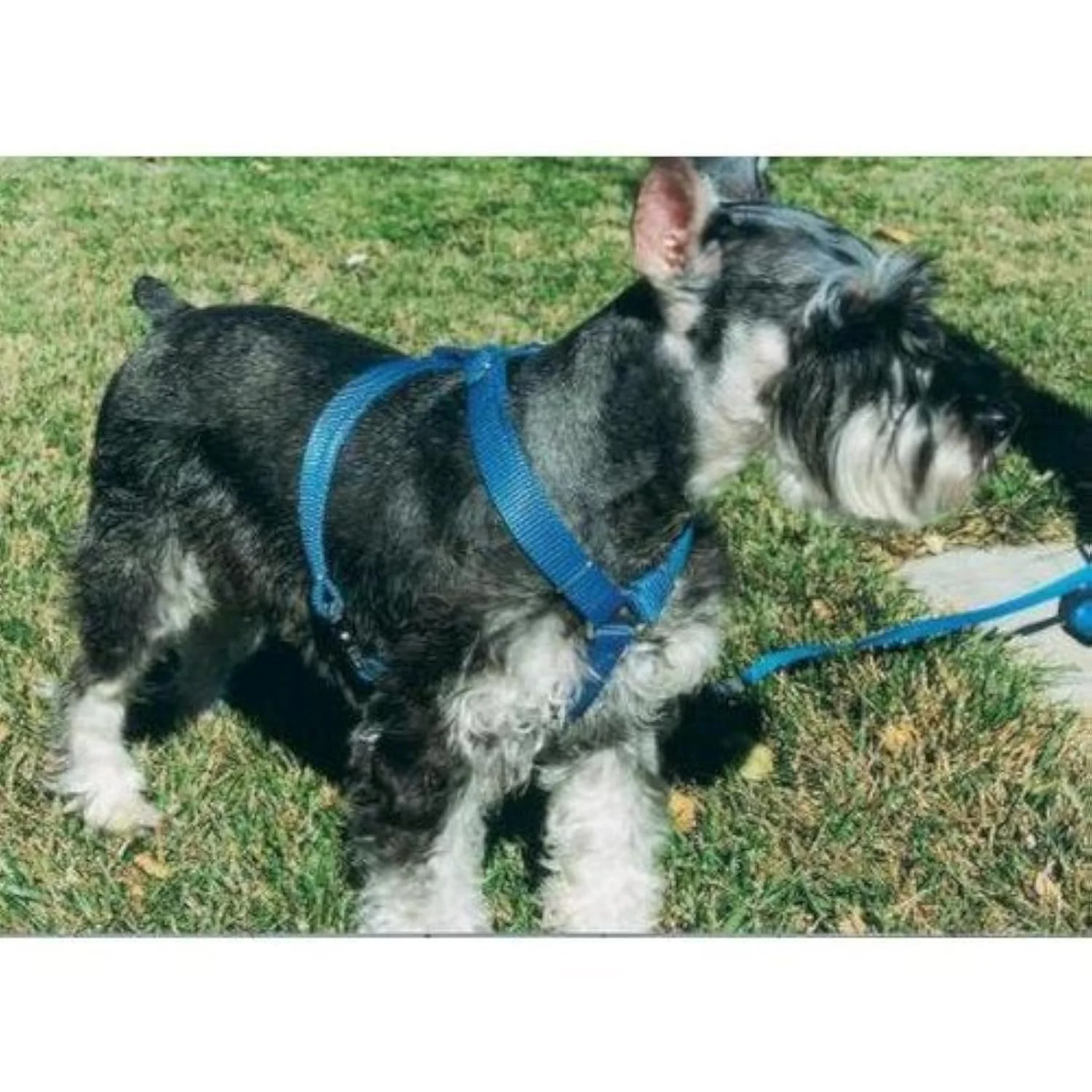 Trendy OmniPet Kwik Klip Adjustable Nylon Harness – Green Medium Fast